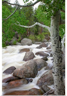 Colorado, Rocky Mountains, A Raging River With Lush Foliage