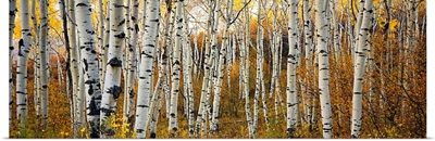 Colorado, Steamboat, Aspen Tree Trunks In Grove With Yellow Autumn Leaves