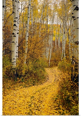 Colorado, Yellow Aspen Leaves On Country Road