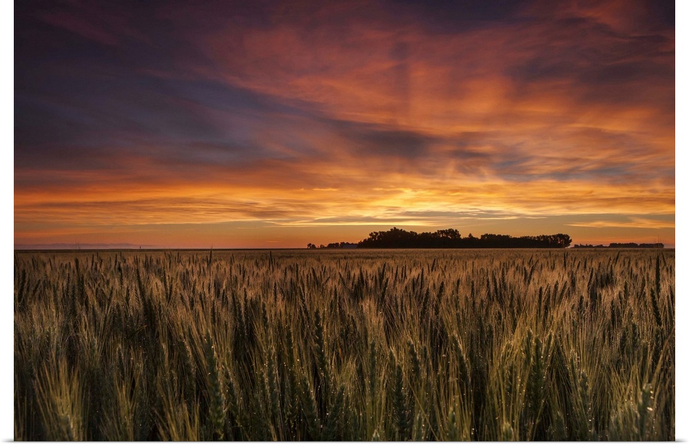 Colourful Sky At Sunrise Over A Wheat Field; Saskatchewan, Canada