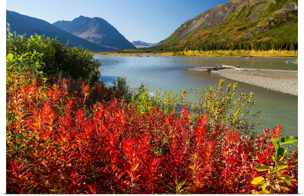 Colourful foliage changing from summer to autumn, South of Denali National Park and Preserve, viewed from Parks Highway, i...