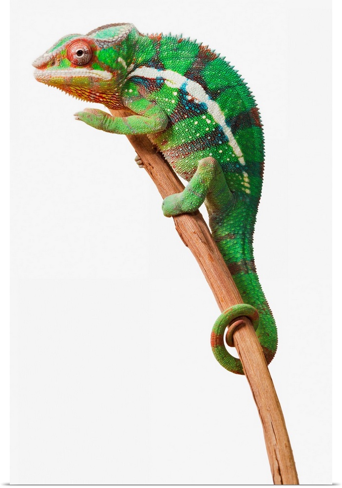 Colourful Panther Chameleon (Furcifer pardalis) on a white background; St. Albert, Alberta, Canada