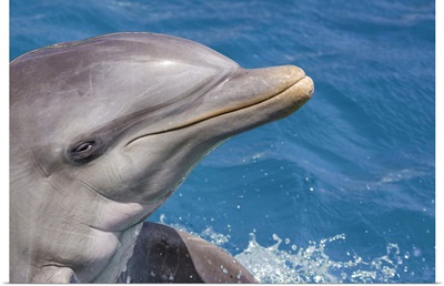 Common Bottlenose Dolphin (Tursiops Truncatus) Portrait, Curacao, Netherlands, Antilles
