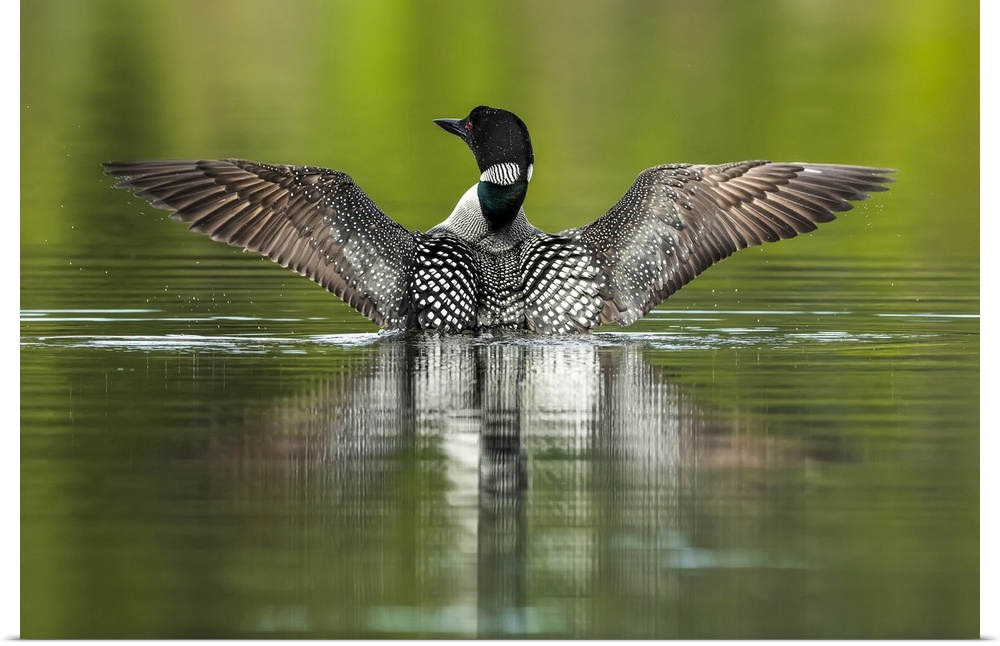 Common Loon (Gavia immer) in breeding plumage on the water; Whitehorse, Yukon, Canada.