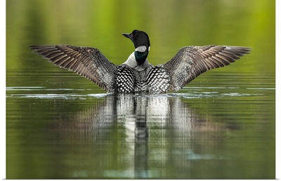 Common Loon (Gavia Immer) In Breeding Plumage On The Water, Whitehorse, Yukon, Canada