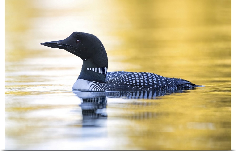 Common Loon swimming in the water.