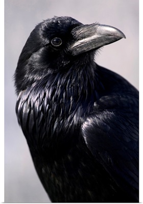 Common Raven, Jasper National Park, Alberta, Canada