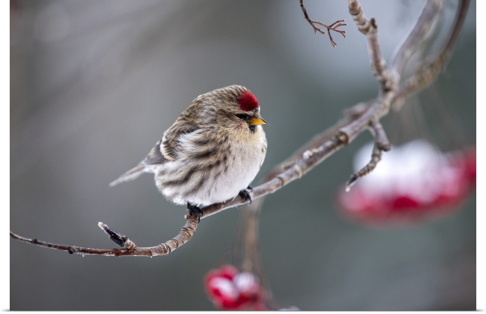 Common redpoll (acanthis flammea) perched on a branch, Fairbanks, Alaska, united states of America.
