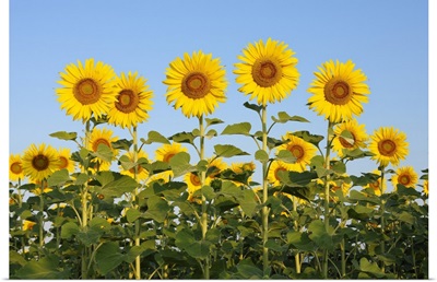 Common Sunflowers (Helianthus Annuus) Against Clear Blue Sky, Tuscany, Italy