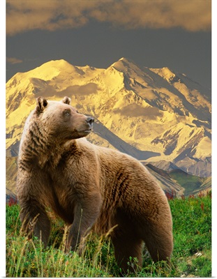 COMPOSITE Grizzly stands on tundra with Mt. Mckinley in the background, Alaska COMPOSITE