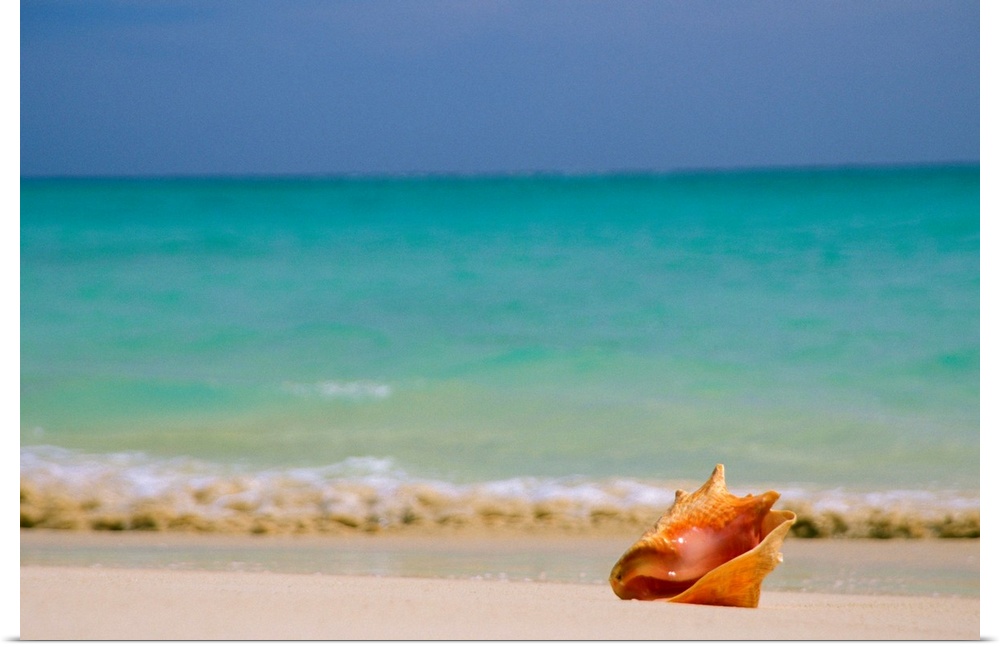Large, horizontal photograph of a single conch shell sitting along the shoreline, clear blue waters in the background bene...