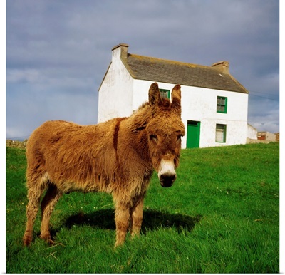 Cottage And Donkey, Tory Island