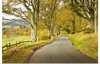 Country Road In Autumn, Scottish Borders, Scotland