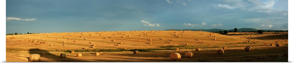 County Cork, Ireland, Hay Bales After The Harvest Near Mallow