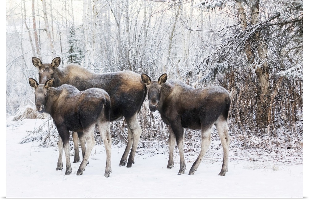 A Cow Moose With Twin Calves Stand In Mid-Town Anchorage During A Wintry Morning, Southcentral Alaska