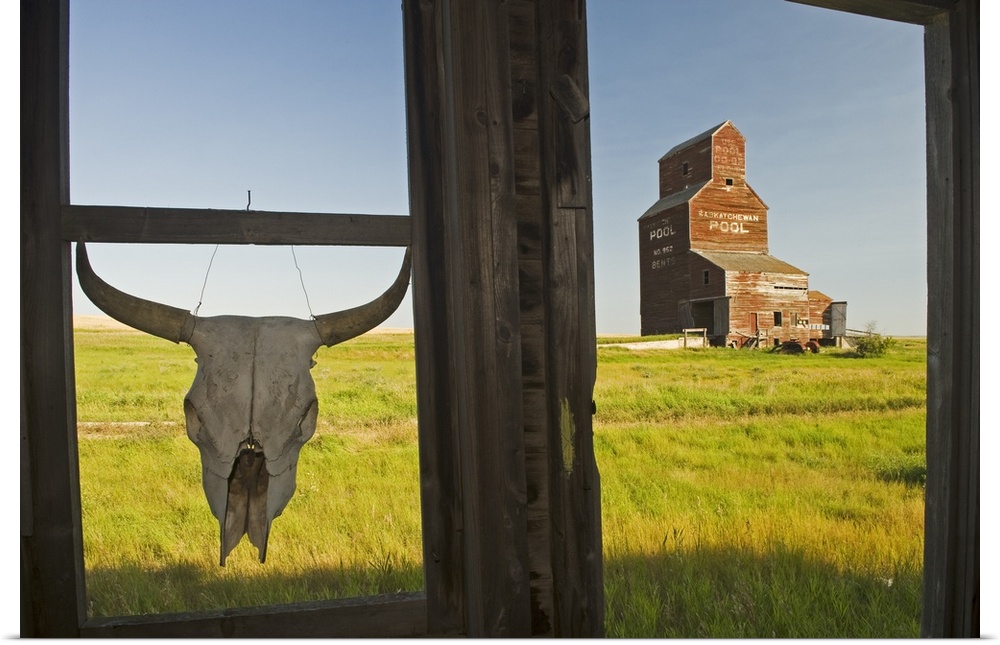 Cow Skull Hanging From An Old Window Frame, Saskatchewan, Canada