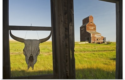 Cow Skull Hanging From An Old Window Frame, Saskatchewan, Canada