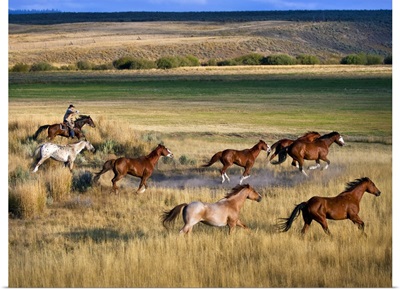 Cowboy Riding With Herd Of Horses; Senaca, Oregon, Usa