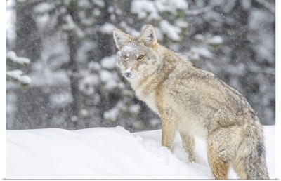 Coyote Standing In A Snowbank In The Falling Snow, Yellowstone National Park