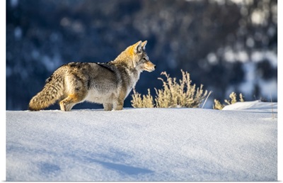 Coyote Standing In Deep Snow In Yellowstone National Park, Wyoming, USA