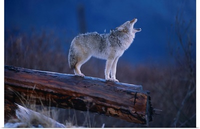 Coyote Standing On Log, Alaska Wildlife Conservation Center
