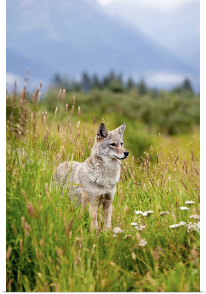 coyote stands in summer flowers and grasses at the Alaska Wildlife Conservation Center, Southcentral Alaska