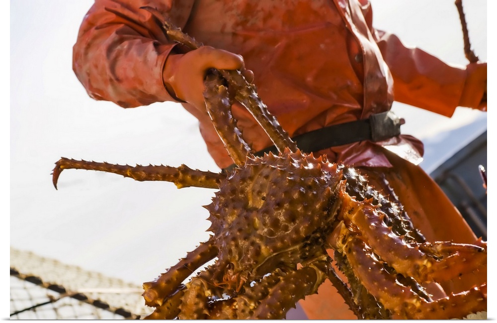 Crab Fisherman Carries A Brown Crab To The Hold Of The F/V Morgan Anne During The Commercial Brown Crab Fishing Season In ...