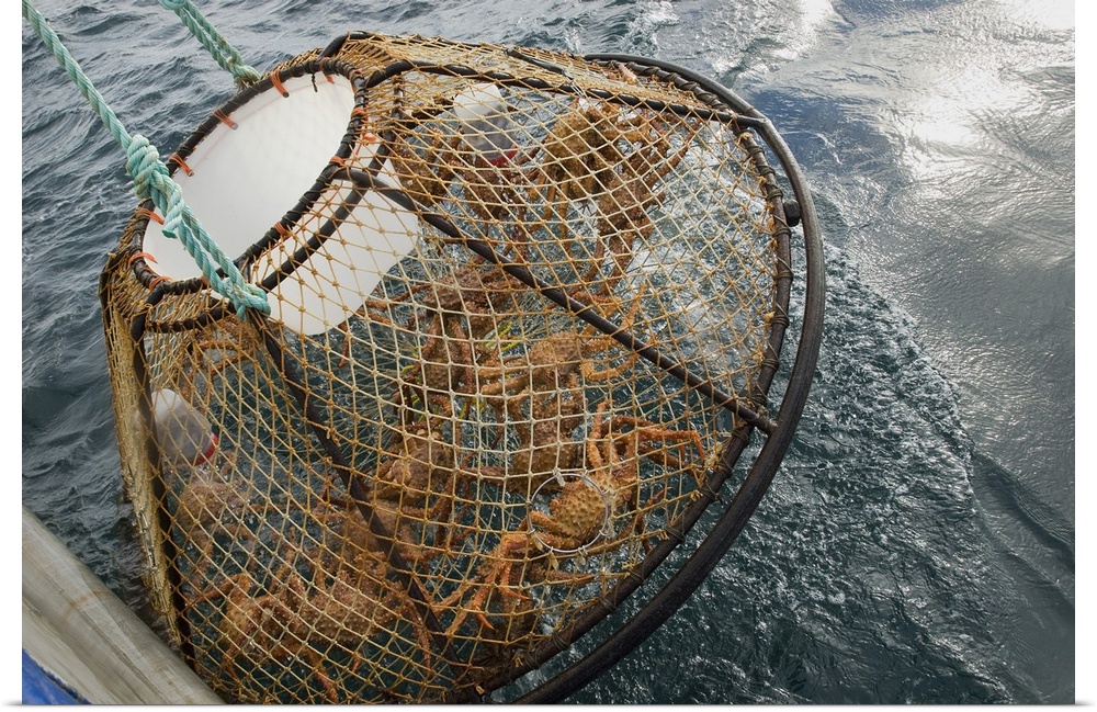 Crab Pot With Brown Crab Is Hauled Up Over The Side Of The F/V Morgan Anne During The Commercial Brown Crab Fishing Season...