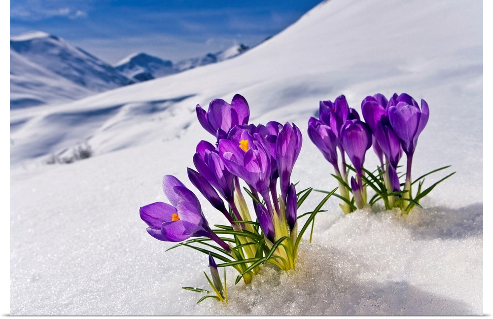 A group of flowers grows up from the snow-covered ground in Alaska (AK).