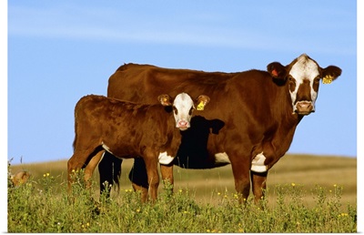 Crossbred cow and calf on a midsummer pasture