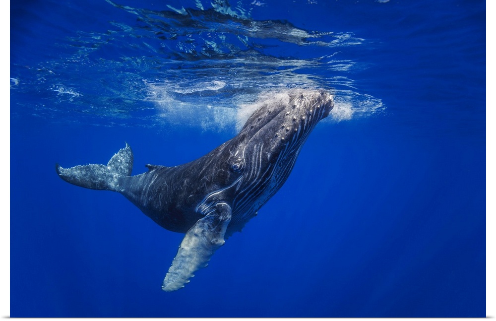 Curious young humpback whale (megaptera novaeangliae) underwater, Hawaii, united states of America.