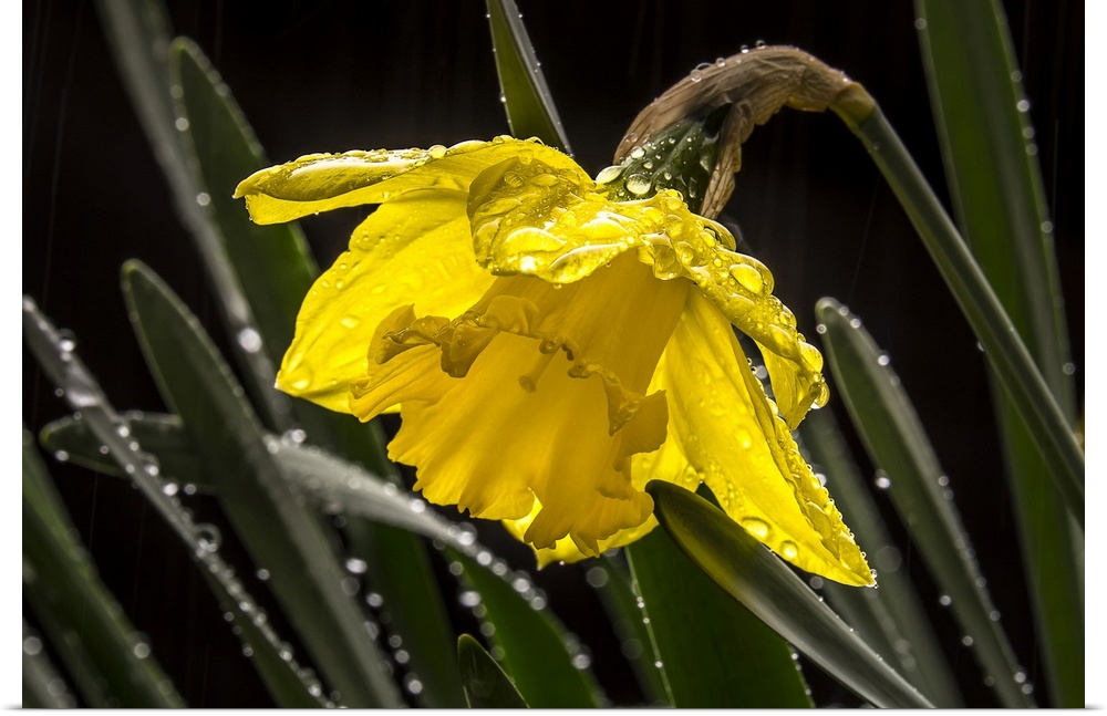 Daffodil flower in the rain.