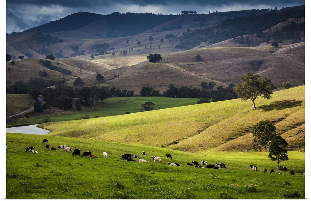 Dairy farms along the Bingledurra Road near East Gresford, New South Wales, Australia.