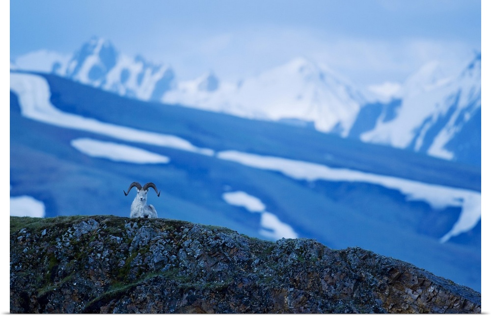 Dall Sheep Ovis Dalli Resting Atop A Ridgetop At Polychrome Pass In Denali National Park And Preserve Alaska, United State...
