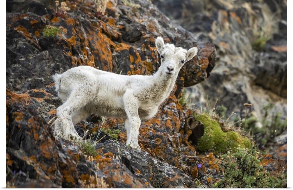 Dall sheep lamb (Ovis dalli) stands looking at the camera in the rocky Windy Point area of the Chugach Mountains, South of...