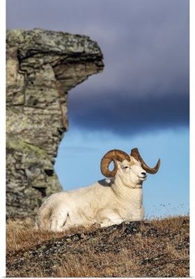 Dall Sheep Ram In Denali National Park And Preserve, Alaska