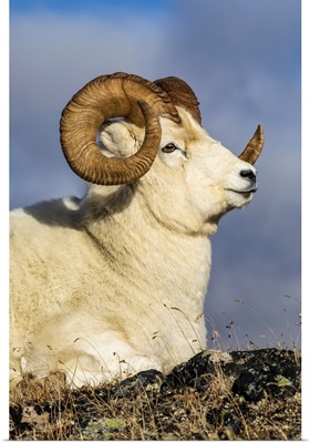 Dall Sheep Ram In Denali National Park And Preserve In Interior Alaska In Autumn, Alaska