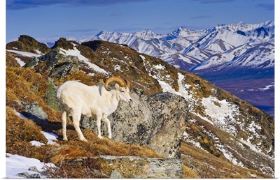 Dall Sheep Ram, Mount Margrett, Denali National Park, Alaska