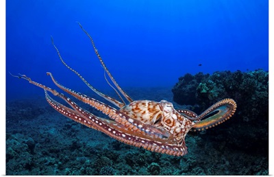 Day octopus, Maui, Hawaii