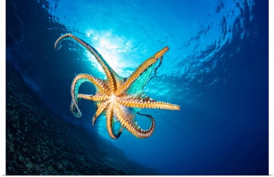 Day Octopus (Octopus Cyanea) In Mid-Water, Hawaii
