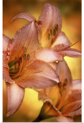 Daylilies 'Satin Silk', New York Botanical Garden