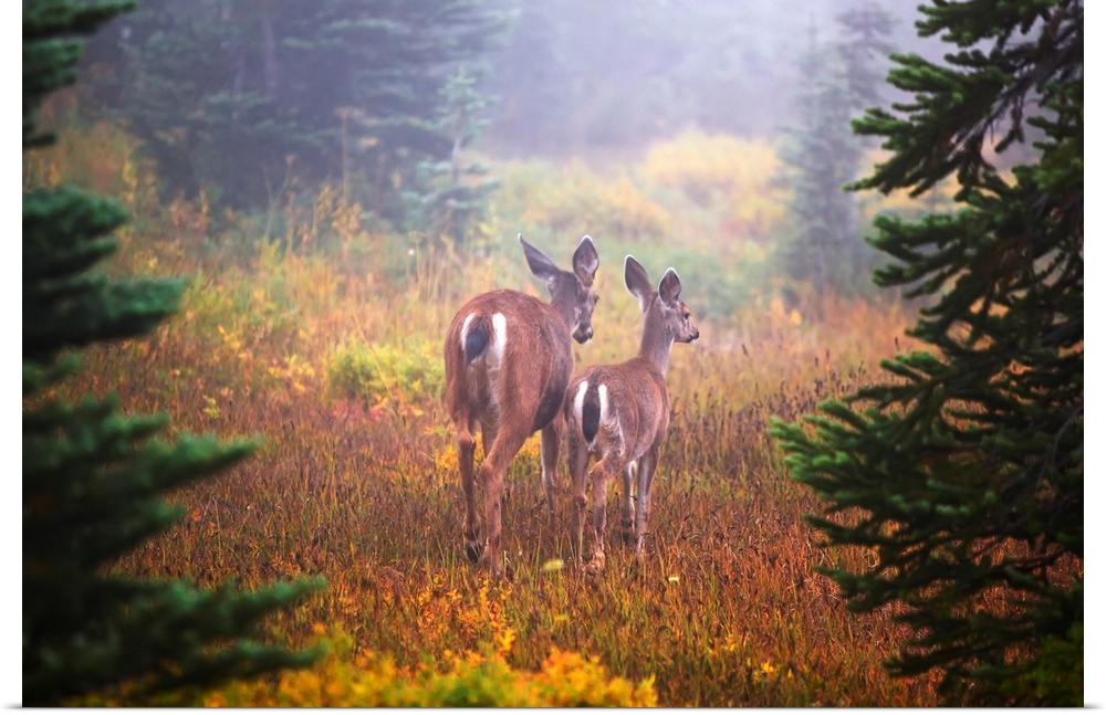 Deer In The Fog In Paradise Park In Mt. Rainier National Park, Washington