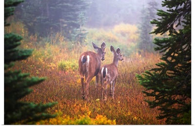 Deer In The Fog In Paradise Park In Mt. Rainier National Park, Washington