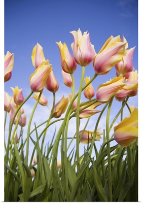 Delicate Pink And Yellow Tulips, Wooden Shoe Tulip Farm, Oregon