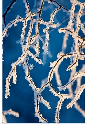 Detail of birch trees covered with hoarfrost, Russian Jack Park, Anchorage, Alaska