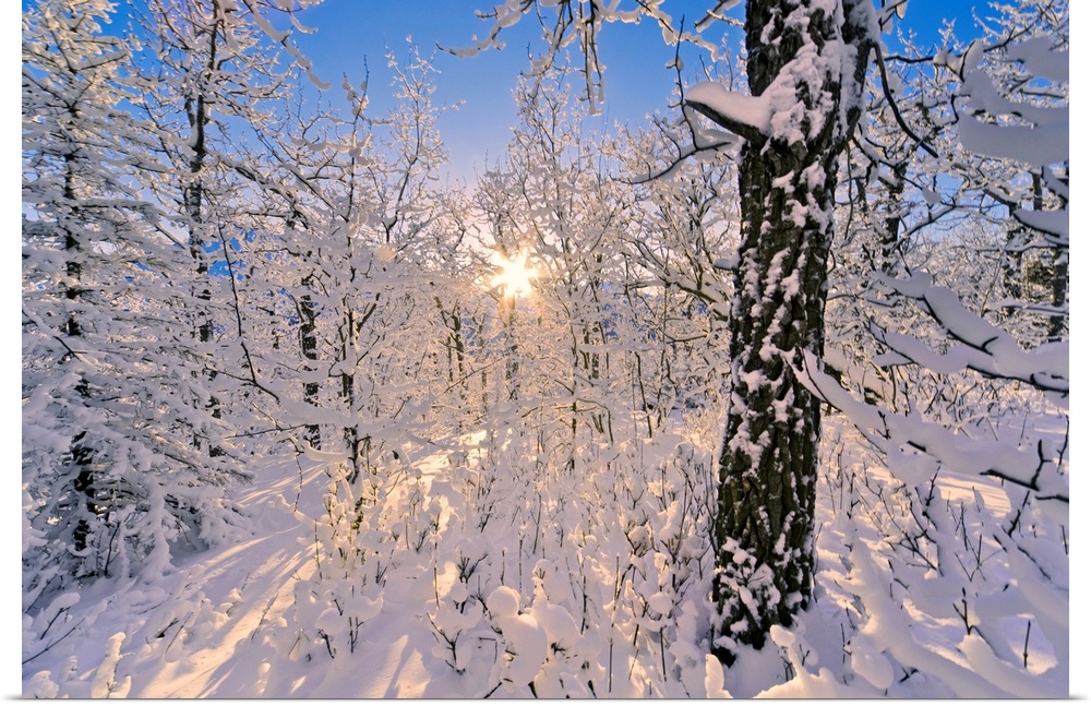 Photograph of  snowy forest with sun peaking through branches.