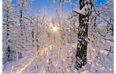 Detail of snow covered cotttonwoods during winter in Arctic Valley, Alaska