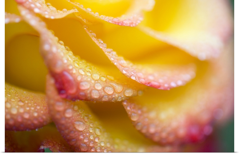 Dew Drops On A Rose