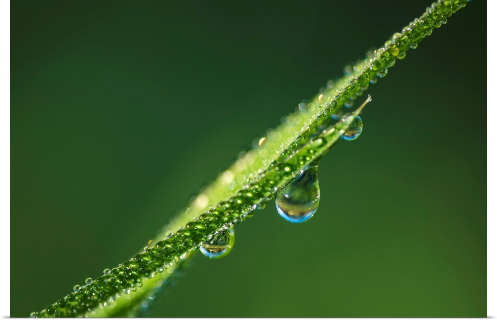 Dew glistens on the grass, Astoria, Oregon, United States of America