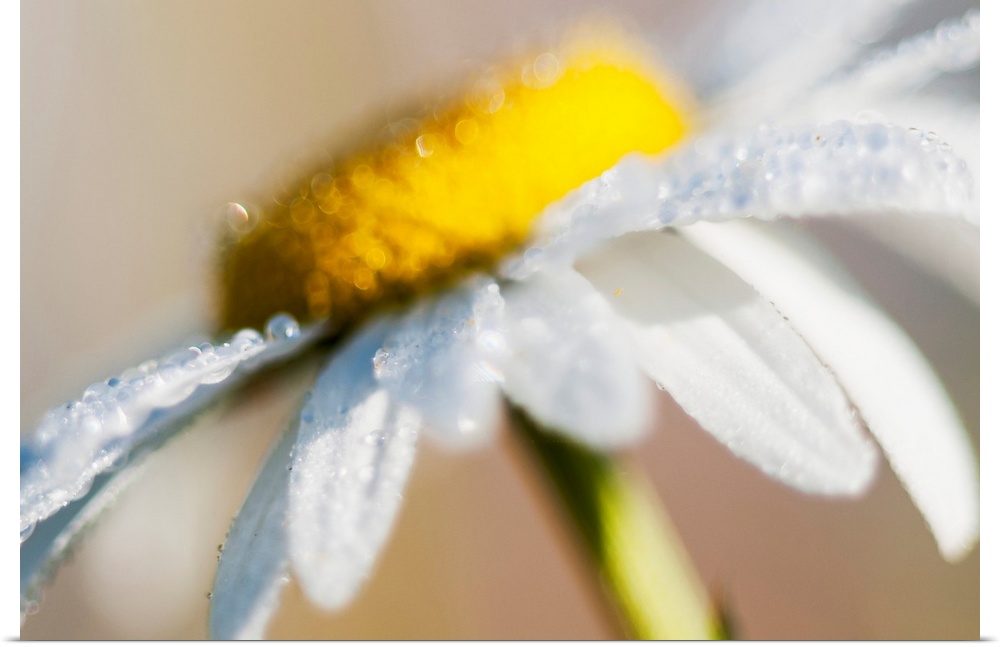 Dew on a daisy sparkles in the sunlight. Astoria, Oregon, United States of America.
